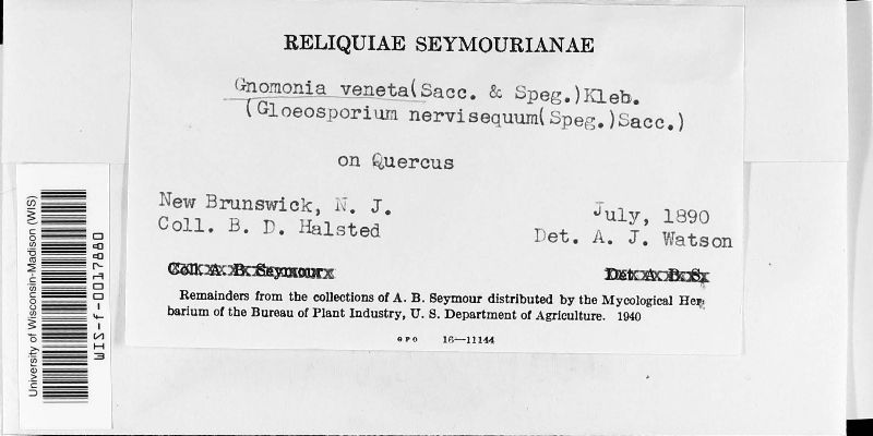 Apiognomonia errabunda image