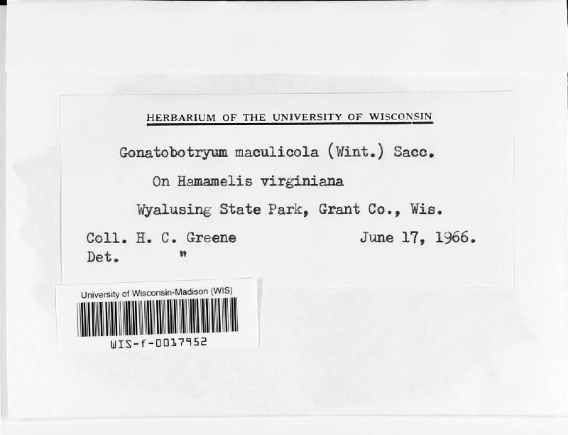 Gonatobotryum maculicola image