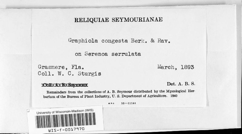 Graphiola congesta image