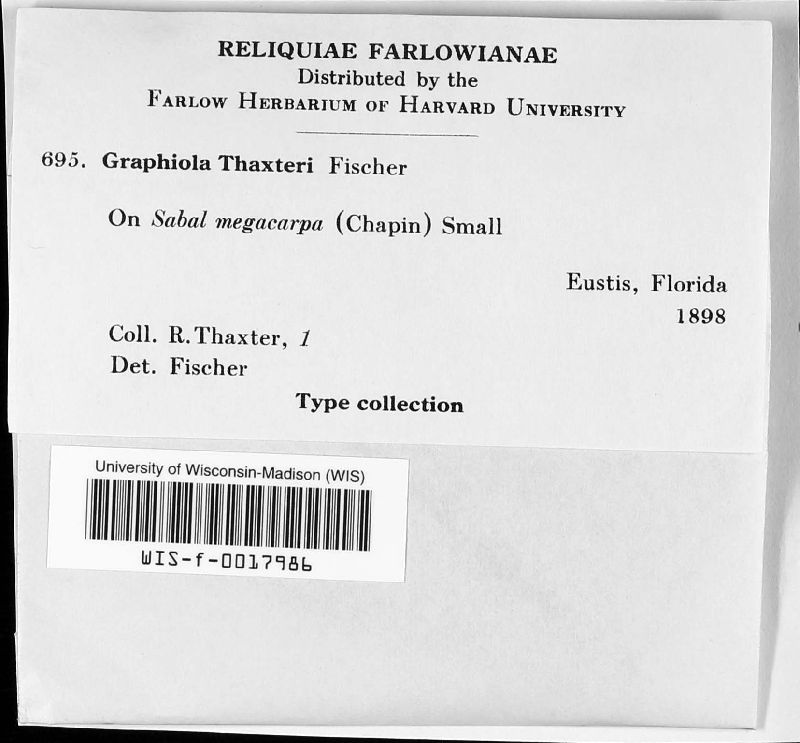 Graphiola thaxteri image