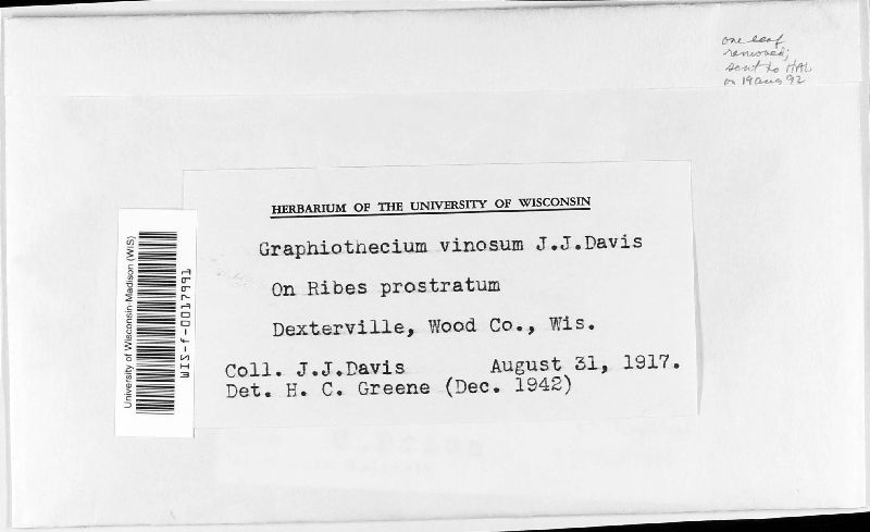 Graphiothecium vinosum image