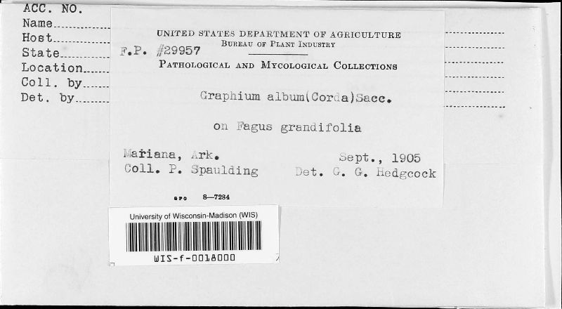 Graphium album image