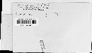 Arthuriomyces peckianus image