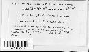 Discohainesia oenotherae image