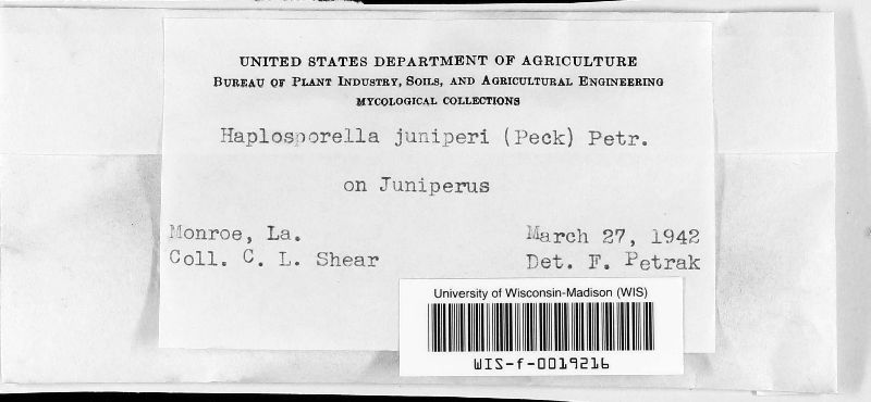 Aplosporella juniperi image