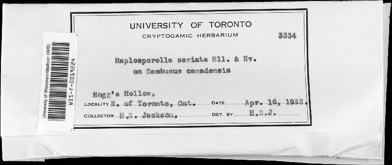 Haplosporella seriata image