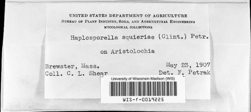 Aplosporella squieriae image