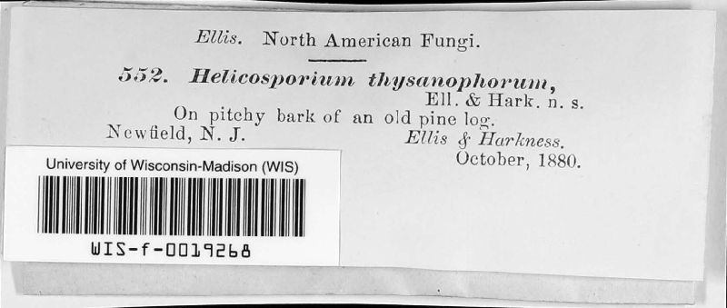 Helicosporium image
