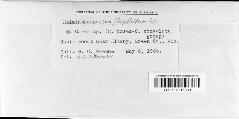 Helminthosporium flagelloideum image