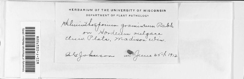 Helminthosporium granulatum image