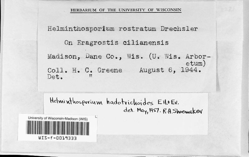 Helminthosporium hadotrichoides image