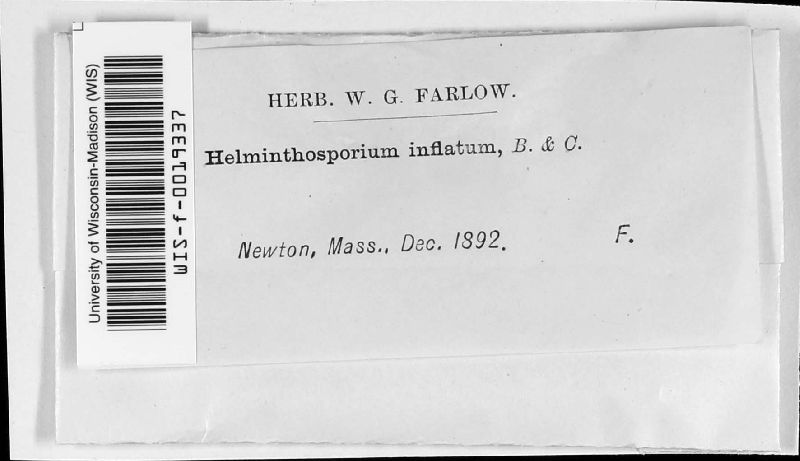 Helminthosporium inflatum image