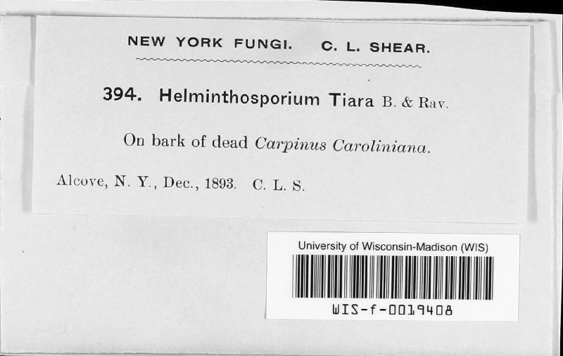 Helminthosporium tiara image