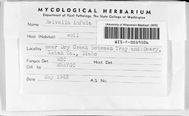 Helvella infula image