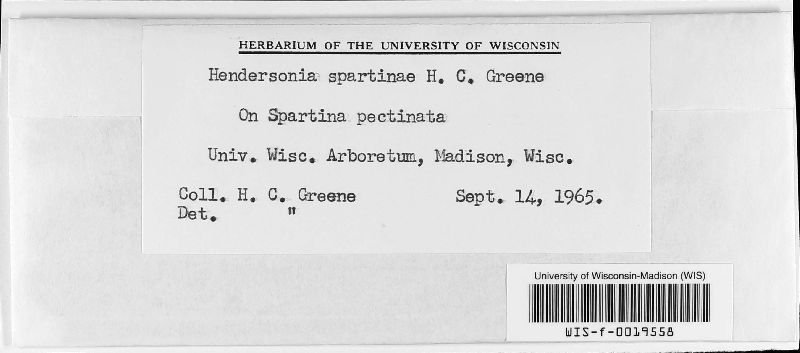 Hendersonia spartinae image