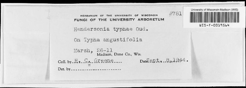 Hendersonia typhae image