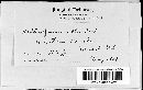 Davidiella allii-cepae image