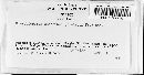 Trichaptum abietinum image
