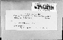 Steccherinum ochraceum image