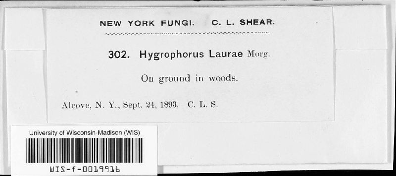 Hygrophorus laurae image