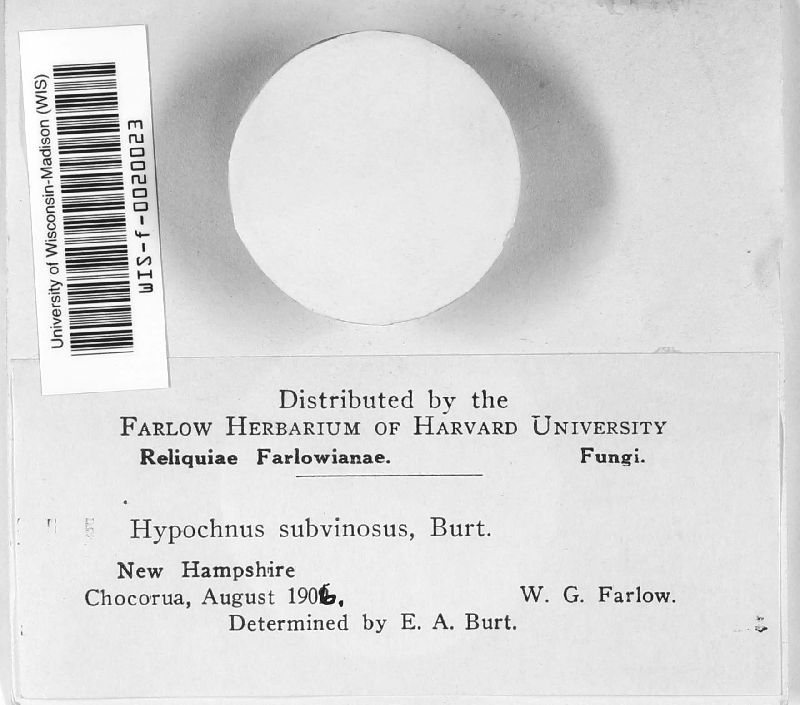 Hypochnus subvinosus image