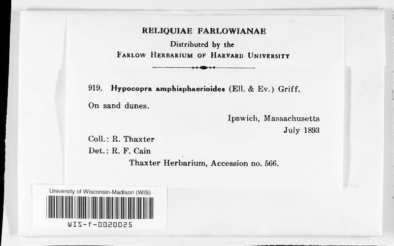 Hypocopra amphisphaerioides image