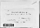 Echinodothis tuberiformis image