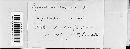 Hypoderma scirpinum image