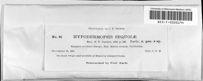 Hypodermopsis sequoiae image