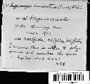 Hypomyces aurantius image