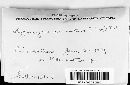 Hypomyces aurantius image