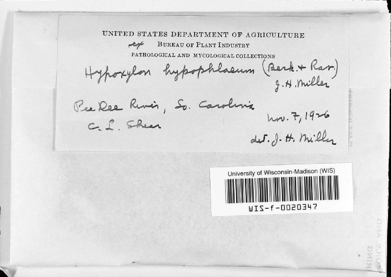 Jumillera hypophlaea image