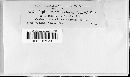 Irpex lacteus image