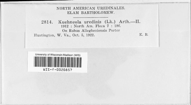 Kuehneola uredinis image