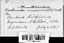 Kuehneola uredinis image