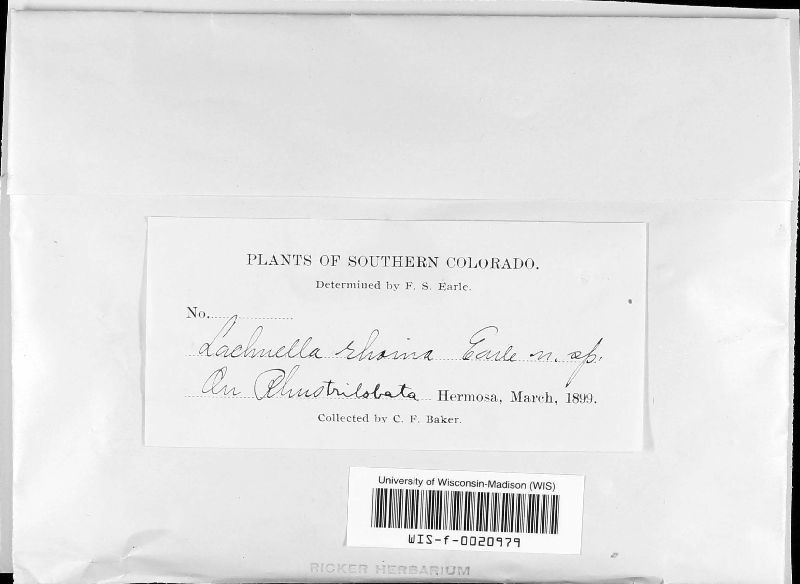 Lachnella rhoina image