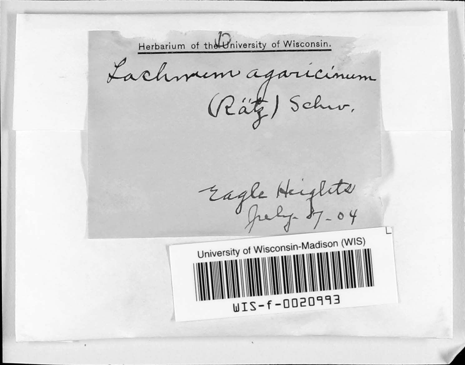 Lachnum agaricinum image