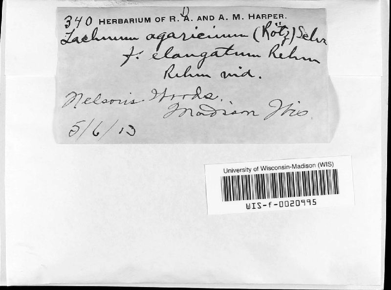 Lachnum agaricinum image