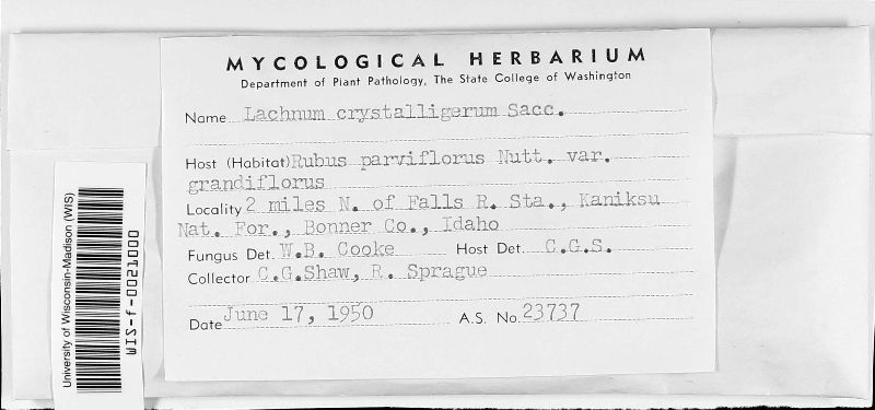 Lachnum crystalligerum image