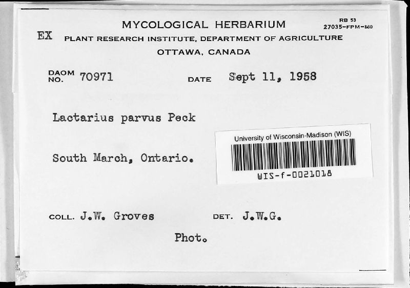Lactarius parvus image