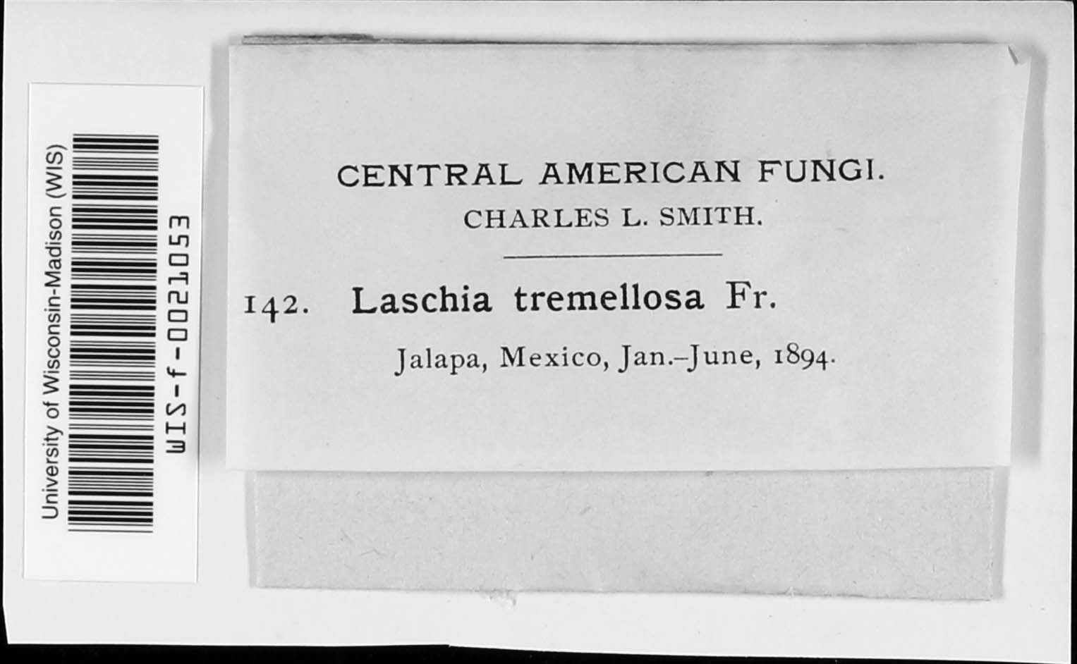 Laschia tremellosa image