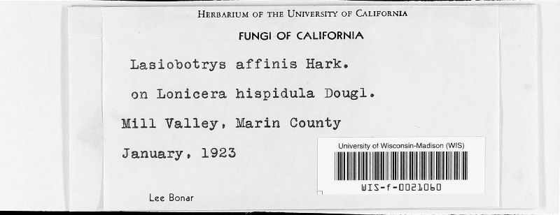 Lasiobotrys affinis image