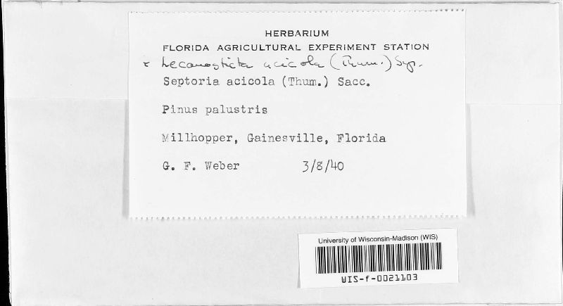 Mycosphaerella dearnessii image