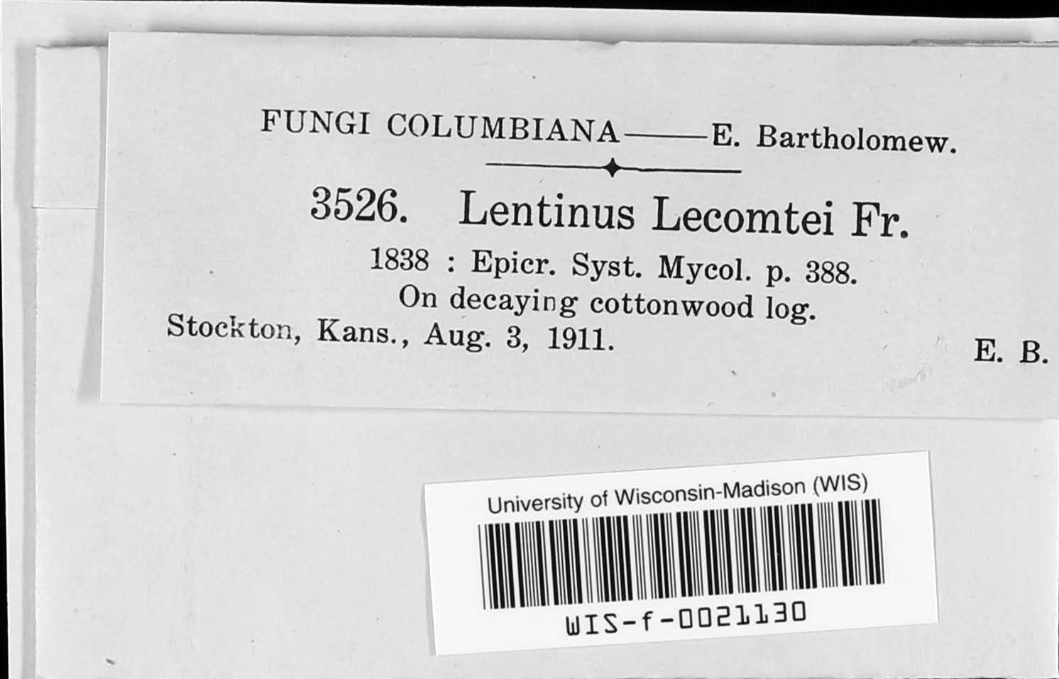 Lentinus lecomtei image