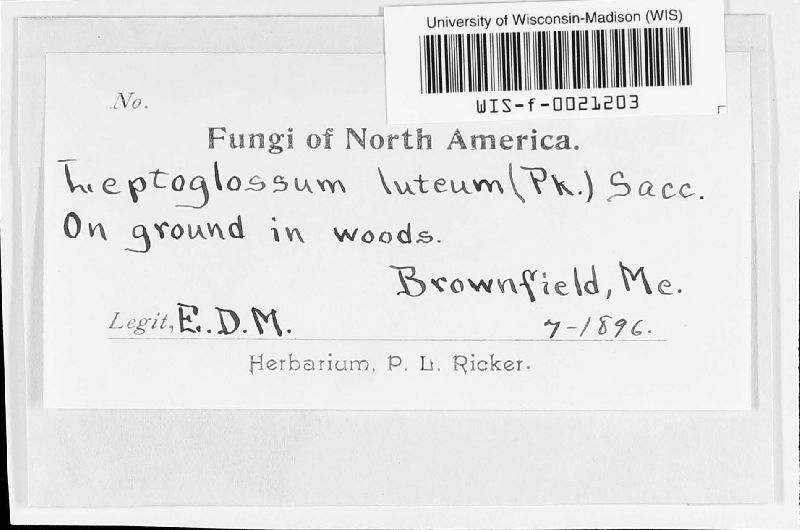 Leptoglossum luteum image