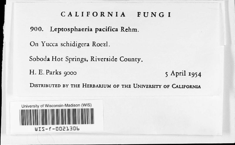 Leptosphaeria pacifica image