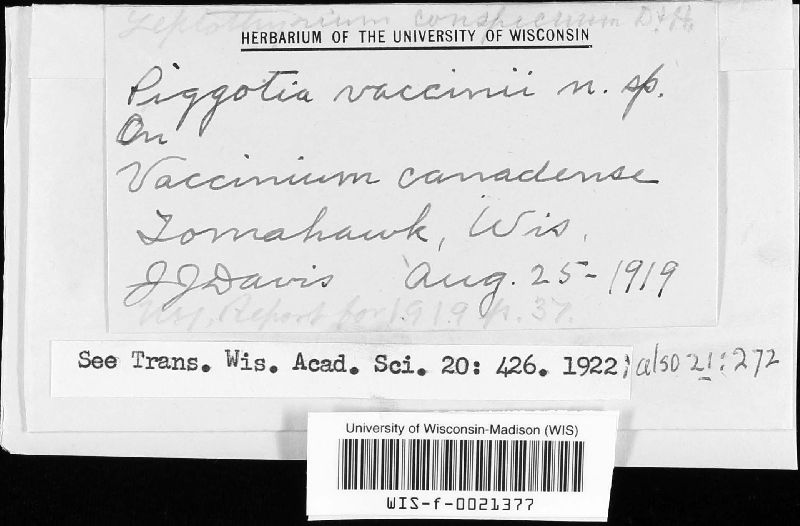 Leptothyrium conspicuum image