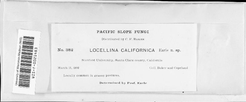 Locellina californica image
