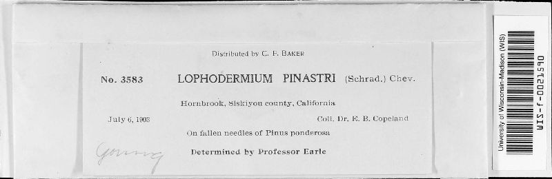 Lophodermium pinastri image
