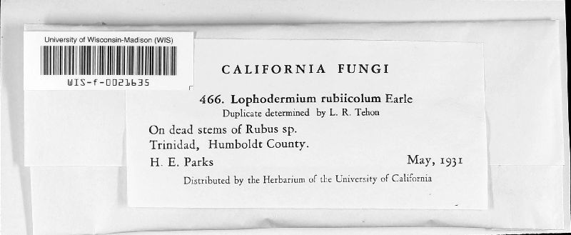 Lophodermium rubiicola image